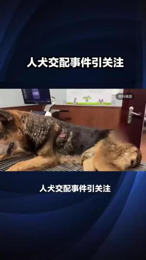 人狗合集全文在线阅读 - 感人至深的人犬情缘故事